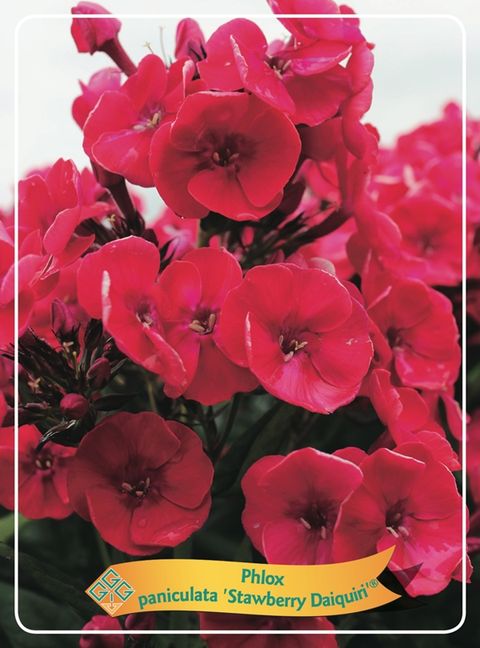 Phlox 'Strawberry Daiquiri'