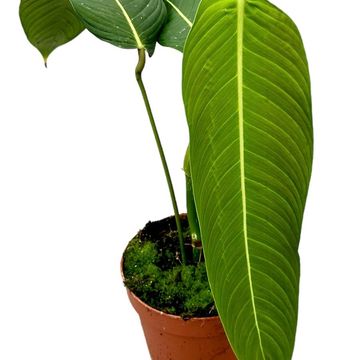 Philodendron heterocraspedon