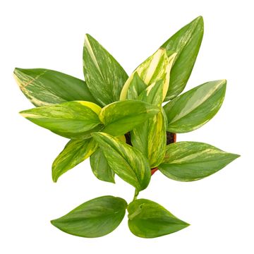 Scindapsus treubii TRICOLOR