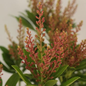 Pieris japonica 'Дебютант'