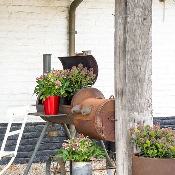 Skimmia japonica 'Rubella'
