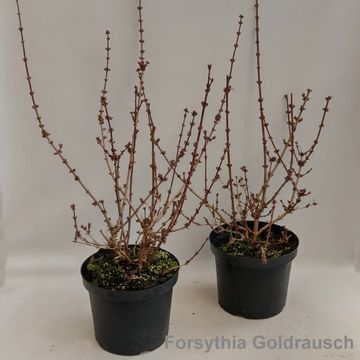 Forsythia 'Goldrausch'