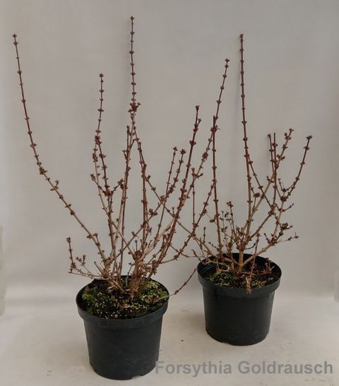 Forsythia 'Голдрауш'