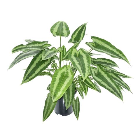 Schismatoglottis wallichii