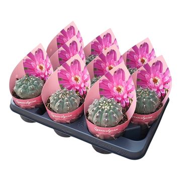 Gymnocalycium vatteri