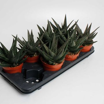 x Gasterhaworthia 'Royal Highness'