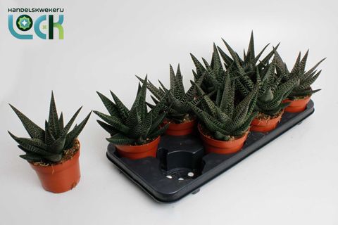 x Gasterhaworthia 'Royal Highness'
