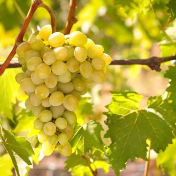 Vitis 'Muscat of Alexandria'