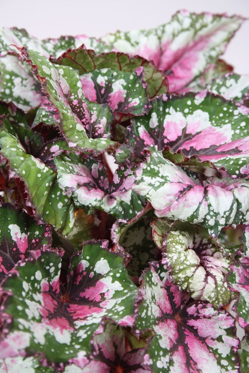 Begonia BELEAF ASIAN TUNDRA Grossiste En Plantes FlorAccess begonia-beleaf-asian-tundra-grossiste-en-plantes-floraccess