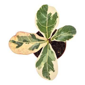 Ficus lyrata 'Variegata'
