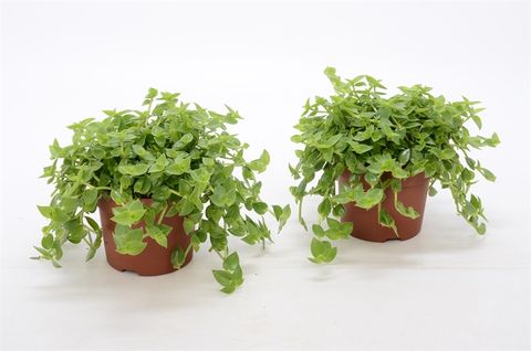 Callisia 'Green Hulk'