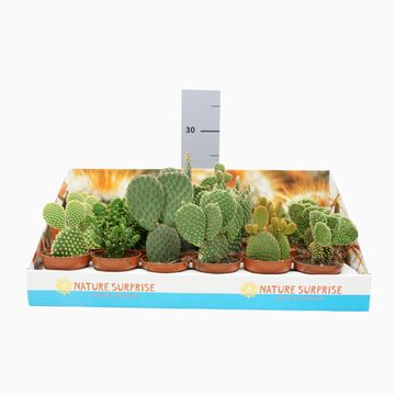 Opuntia MIX