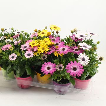 Osteospermum MIX