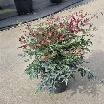 Nandina domestica OBSESSED