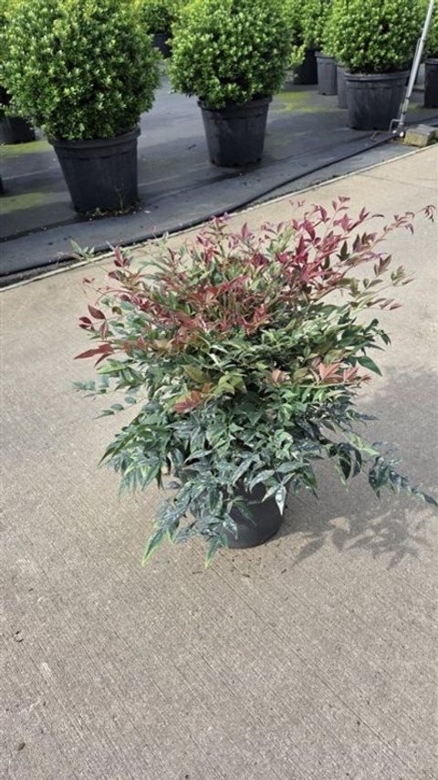 Nandina domestica OBSESSED