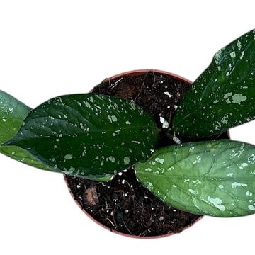 Hoya Sp Aceh Clone 8