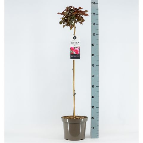 Rosa BONICA