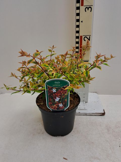 Abelia x grandiflora 'Калейдоскоп'