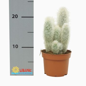 Austrocephalocereus dybowskii