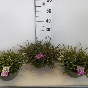 Erica x darleyensis MIX