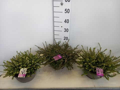 Erica x darleyensis MIX