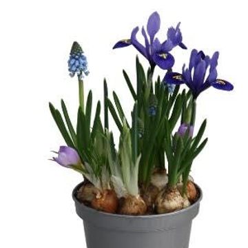 Bulbi in vaso MIX IN POT