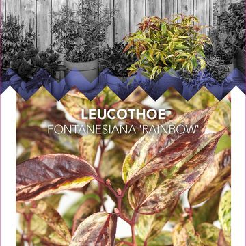 Leucothoe fontanesiana 'Rainbow'