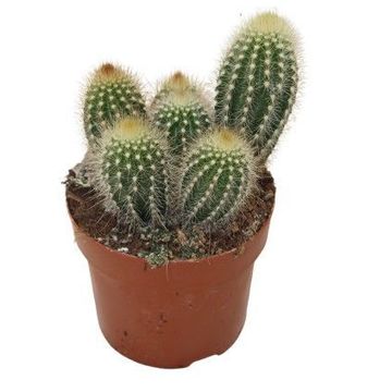 Pilosocereus chrysostele