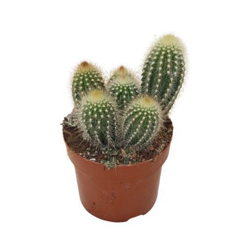 Pilosocereus chrysostele