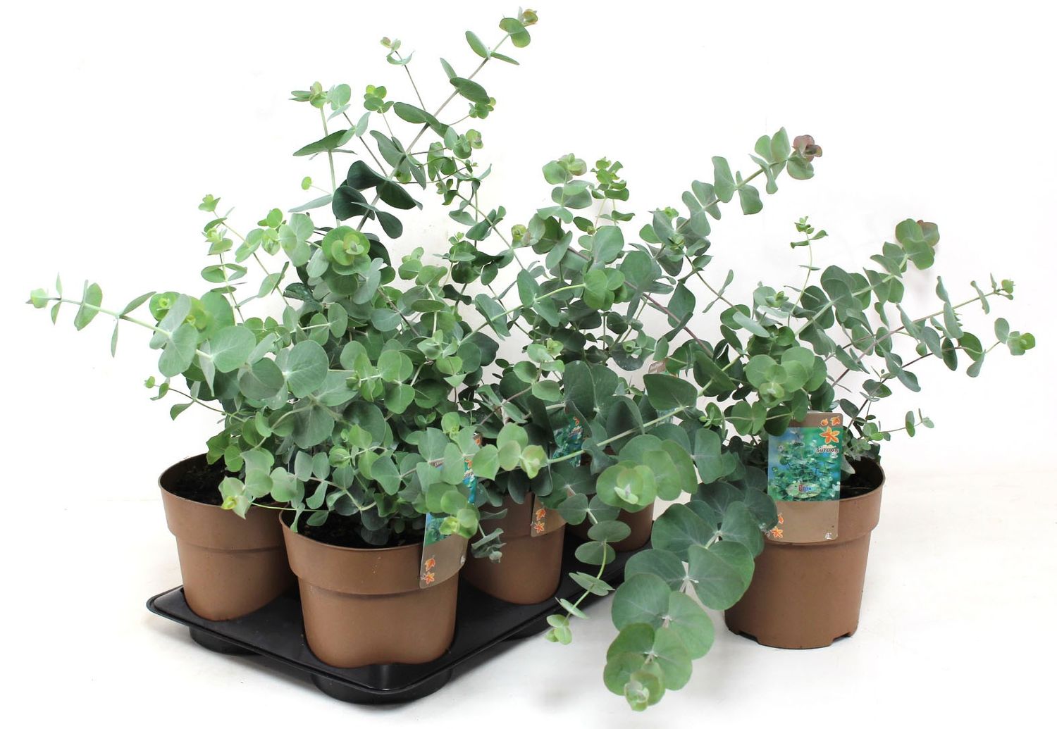 Eucalyptus gunnii — Plant Wholesale FlorAccess