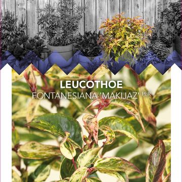 Leucothoe fontanesiana 'Makijaz'