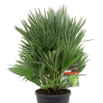 Chamaerops humilis 'Vulcano'