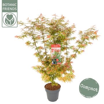 Acer palmatum 'Jerre Schwartz'