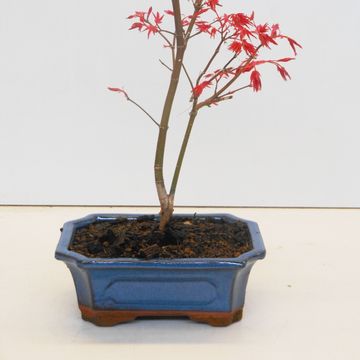 Acer palmatum 'Beni-maiko'