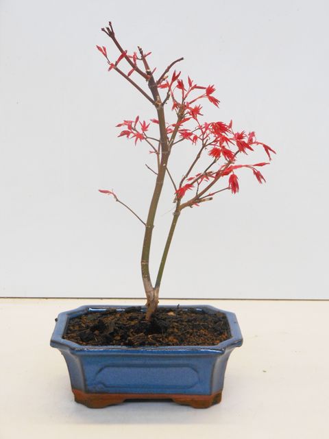Acer palmatum 'Бени-майко'