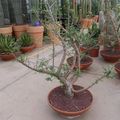Bursera fagaroides