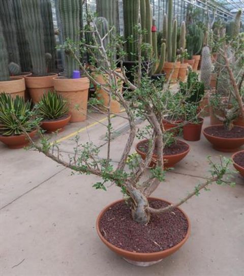 Bursera fagaroides