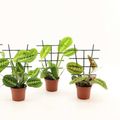 Maranta leuconeura MIX