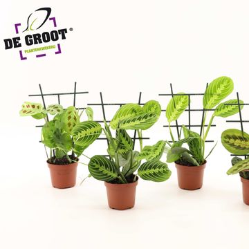 Maranta leuconeura MIX