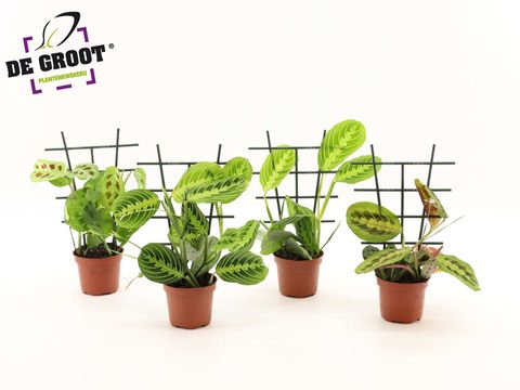 Maranta leuconeura MIX