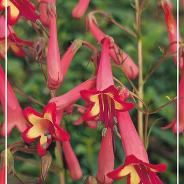 Phygelius x rectus 'African Queen'