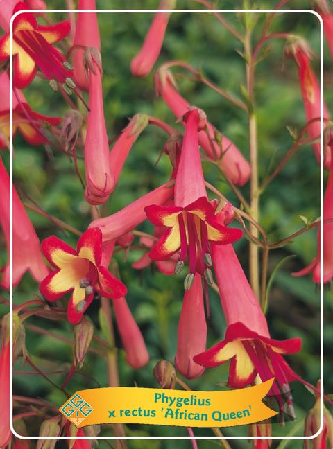 Phygelius x rectus 'African Queen'