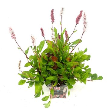 Persicaria affinis 'Darjeeling Red'