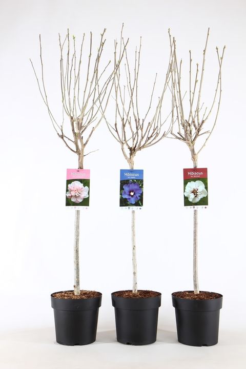 Hibiscus syriacus MIX