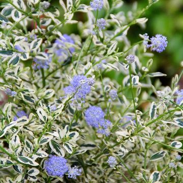 Ceanothus impressus 'Cool Blue'