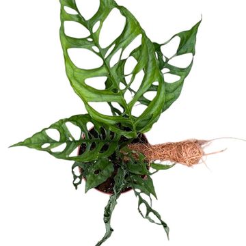 Monstera obliqua 'Peru'