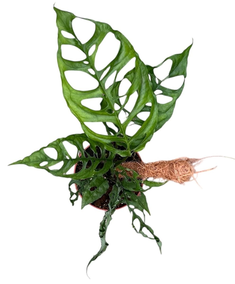 Monstera obliqua 'Peru'  Pflanzengrohandel FlorAccess
