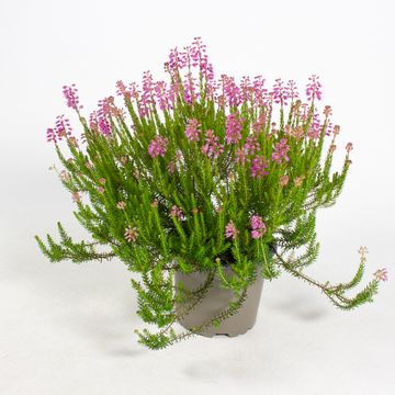 Erica spiculifolia
