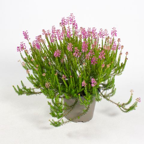 Erica spiculifolia