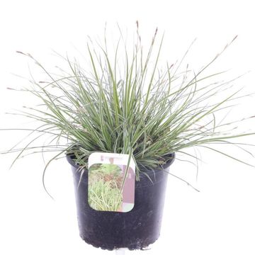 Carex 'White Dragon'